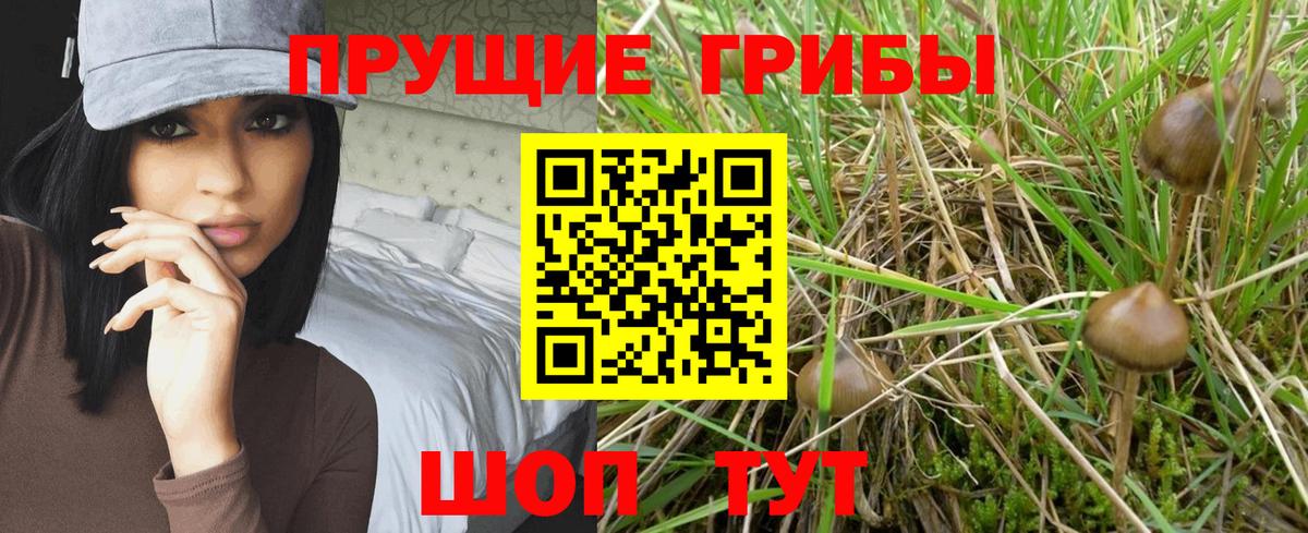 Псилоцибиновые грибы Psilocybine cubensis Гусиноозёрск